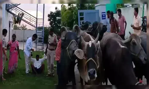 ఎమ్మెల్యే క్యాంప్ ఆఫీసులోకి బర్రెలను తోలిన రైతు