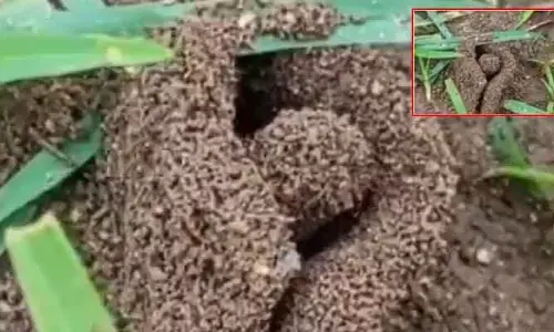 రాజన్న సిరిసిల్ల జిల్లాలో అద్భుతం.. శివ లింగం ఆకారంలో చీమల పుట్ట