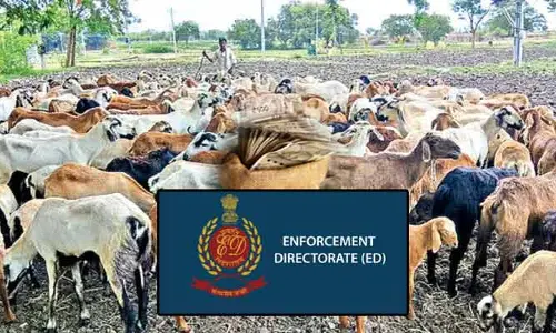 Sheep scam: గొర్రెలు.. రూ. 1000 కోట్లపైనే! గొర్రెల కుంభకోణంపై ఈడీ సంచలన ప్రకటన