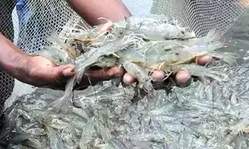 ఆక్వా రైతులకు గుడ్ న్యూస్.. రూ.1.50కే విద్యుత్