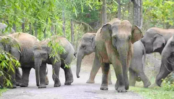 Forest Department:ఆ ప్రాంత ప్రజలకు బిగ్ అలర్ట్.. ఏనుగుల గుంపు సంచారం Forest Department:ఆ ప్రాంత ప్రజలకు బిగ్ అలర్ట్.. ఏనుగుల గుంపు సంచారం