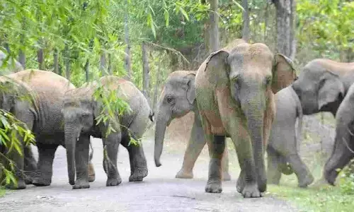 Forest Department:ఆ ప్రాంత ప్రజలకు బిగ్ అలర్ట్.. ఏనుగుల గుంపు సంచారం