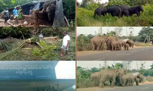 ఏనుగుల బీభత్సం... అరటి, బొప్పాయి పంటలపై దాడి