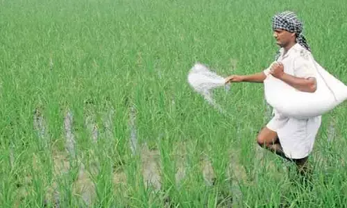 రైతులను వేధిస్తున్న యూరియా కొరత