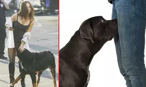 Pet dogs : పెట్ డాగ్స్ ఎందుకని మనిషి శరీరంలోని ఆ పార్ట్‌ను మాత్రమే ఎక్కువగా వాసన చూస్తాయి..?