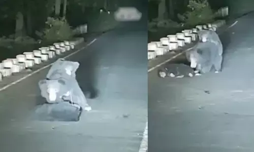 Viral video: పిల్ల ఎలుగుబంటికి యాక్సిడెంట్..తల్లి చేసిన పని చూస్తే గుండె తరుక్కుపోవాల్సిందే