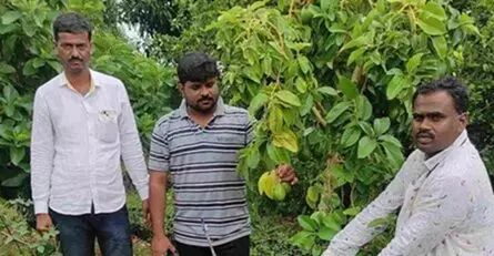ఎడారిలో అవకాడో సాగుచేసి లక్షలు సంపాదిస్తున్నాడు.! ఎడారిలో అవకాడో సాగుచేసి లక్షలు సంపాదిస్తున్నాడు.!