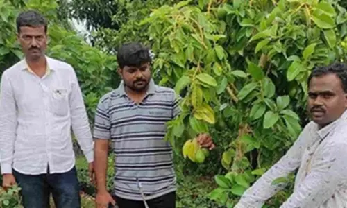 ఎడారిలో అవకాడో సాగుచేసి లక్షలు సంపాదిస్తున్నాడు.!
