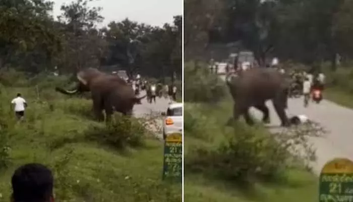 Viral: హమ్మయ్య.. ప్రాణాలు దక్కాయి.. కర్ణాటకలో పర్యాటకుడిపై ఏనుగు దాడి (వీడియో) Viral: హమ్మయ్య.. ప్రాణాలు దక్కాయి.. కర్ణాటకలో పర్యాటకుడిపై ఏనుగు దాడి (వీడియో)
