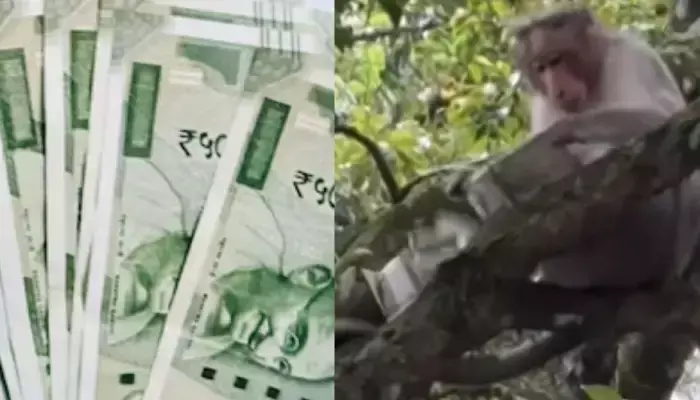 కోతి చేతిలో రూ.500 నోట్ల కట్టలు... చిత్తు కాగితాల లాగా చేసి!