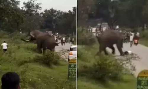 Viral: హమ్మయ్య.. ప్రాణాలు దక్కాయి.. కర్ణాటకలో పర్యాటకుడిపై ఏనుగు దాడి (వీడియో)
