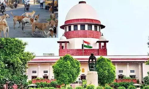 డాగ్ లవర్స్ కు సుప్రీంకోర్ట్ బిగ్ షాక్