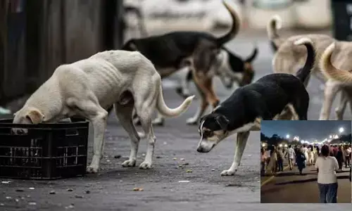 దుమారం రేపుతున్న వీధి కుక్కలపై సుప్రీం తీర్పు... డాగ్ లవర్స్ భారీ నిరసన