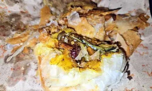 కర్రీ పఫ్ లో పాము