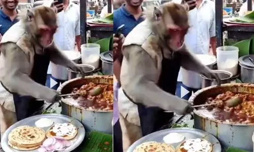 చికెన్ పరోటాలు అమ్ముతున్న కోతి..క్యూట్ వీడియో వైరల్