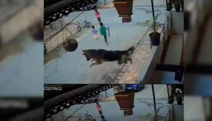 Viral video: చిన్న పిల్లలపై వీధి కుక్క దాడి.. సూపర్ హీరో రేంజ్లో కాపాడిన మరో శునకం Viral video: చిన్న పిల్లలపై వీధి కుక్క దాడి.. సూపర్ హీరో రేంజ్లో కాపాడిన మరో శునకం