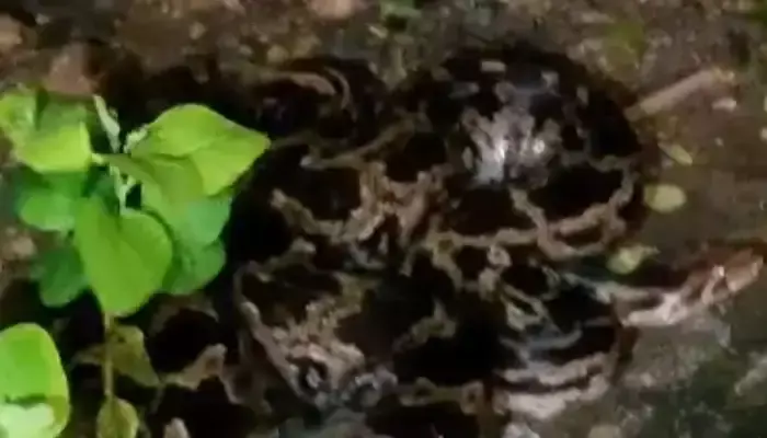 అమ్మో కొండచిలువ....ఇండ్లలోకి వచ్చింది !