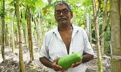 తాతయ్య పపాయ.. 70 ఏళ్ల కృష్ణ చంద్ర కొత్త బొప్పాయి రకాన్ని సృష్టించి 75000 కిలోల ఉత్పత్తి చేస్తున్నాడు