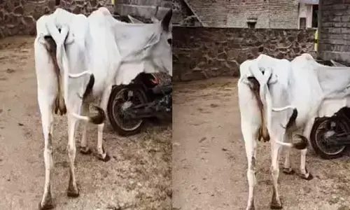 అరుదైన విచిత్రం.. ఒకే ఆవుకు రెండు తోకలు