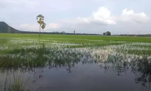 నీట మునిగిన పంట పొలాలు