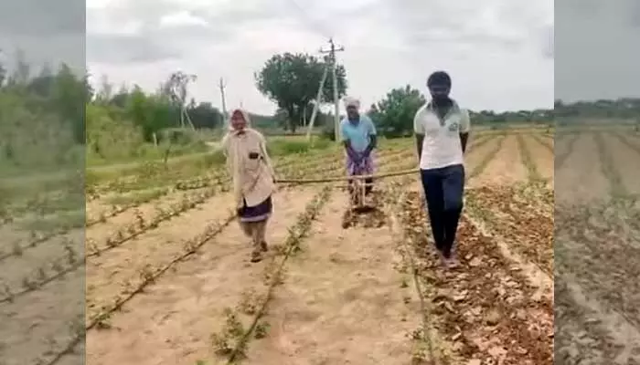 కూతురు, కొడుకుని కాడికి కట్టి పొలం దున్నిన రైతు కూతురు, కొడుకుని కాడికి కట్టి పొలం దున్నిన రైతు