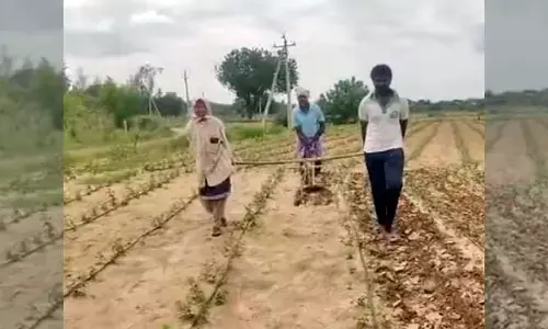 కూతురు, కొడుకుని కాడికి కట్టి పొలం దున్నిన రైతు