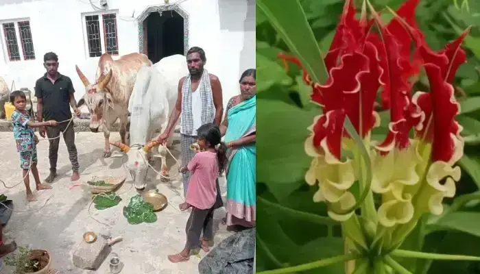 ఘనంగా పొలాల పండుగ వేడుకలు ఘనంగా పొలాల పండుగ వేడుకలు