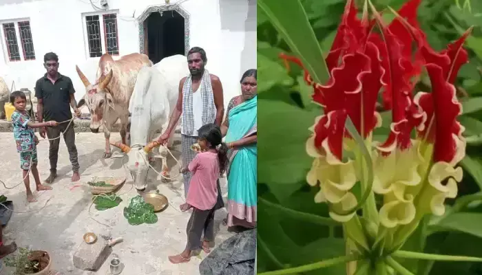 ఘనంగా పొలాల పండుగ వేడుకలు