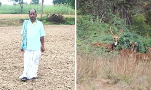 జింకల కోసం.. 50 ఎకరాల భూమిని అడవిగా మార్చాడు.!