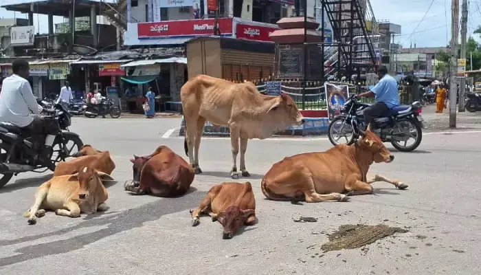 రోడ్లపై పశువులు.. వాహనదారుల తిప్పలు రోడ్లపై పశువులు.. వాహనదారుల తిప్పలు