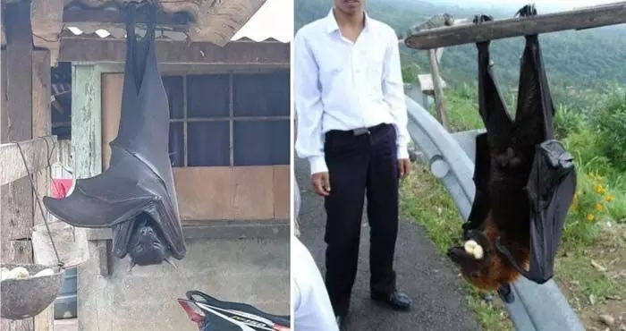 మనిషి సైజు గబ్బిలం.. ఫొటోలు వైరల్ మనిషి సైజు గబ్బిలం.. ఫొటోలు వైరల్