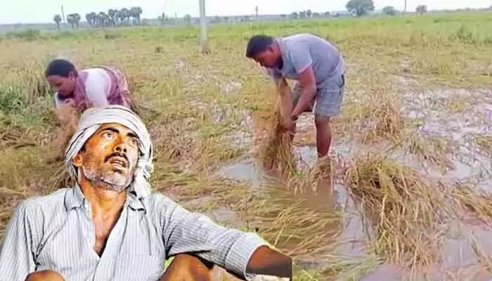 అతివృష్టితో అన్నదాతల అరిగోస.. 1.50 లక్షల ఎకరాల్లో పంట నష్టం అతివృష్టితో అన్నదాతల అరిగోస.. 1.50 లక్షల ఎకరాల్లో పంట నష్టం