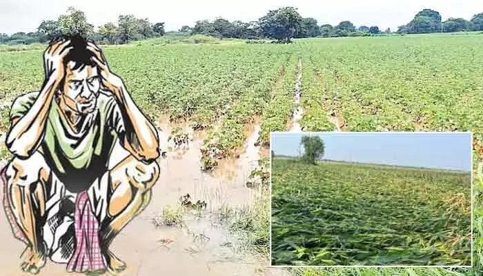 రాష్ట్రంలో కుంభవృష్టి.. 2.20 లక్షల ఎకరాల పంట నష్టం! రాష్ట్రంలో కుంభవృష్టి.. 2.20 లక్షల ఎకరాల పంట నష్టం!