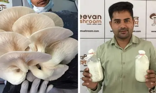 పుట్టగొడుగుల సాగుతో నెలకు రూ.13 లక్షల సంపాదన.!