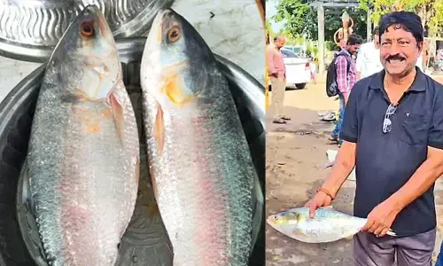 పులస పడింది.. పంట పండింది..!