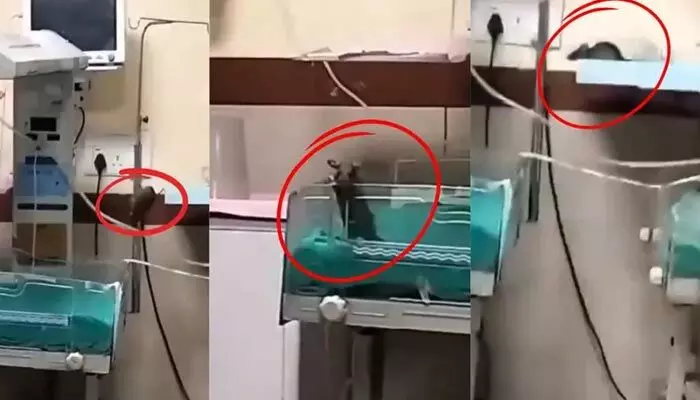 Rat Bite: ఐసీయూలో ఎలుకలు.. ప్రభుత్వ ఆసుపత్రిలో దారుణం.. ఇద్దరు శిశువులు మృతి Rat Bite: ఐసీయూలో ఎలుకలు.. ప్రభుత్వ ఆసుపత్రిలో దారుణం.. ఇద్దరు శిశువులు మృతి