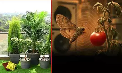 మొక్కలు కూడా మాట్లాడుతాయని తెలుసా..? ఒత్తిడిలో ఉన్నప్పుడు ఏం చేస్తాయంటే..