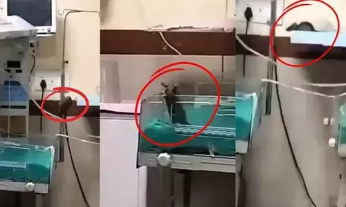 Rat Bite: ఐసీయూలో ఎలుకలు.. ప్రభుత్వ ఆసుపత్రిలో దారుణం.. ఇద్దరు శిశువులు మృతి