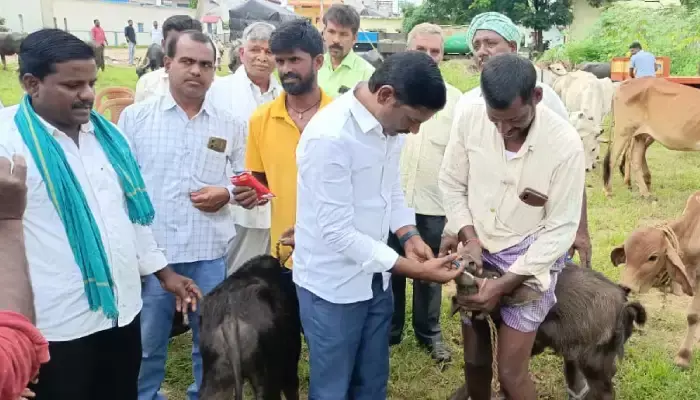 ఉచిత పశు వైద్య శిబిరం ఏర్పాటు