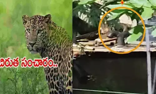 శ్రీశైలంలో మరోసారి చిరుత కలకలం.. నిన్న రాత్రి నుంచి ఇళ్ల మధ్యలోనే