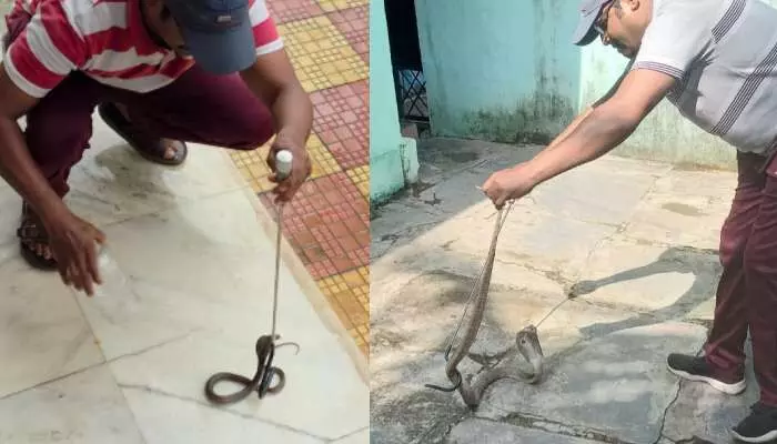 తాచు పాముల హల్చల్ తాచు పాముల హల్చల్