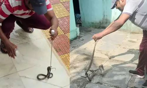 తాచు పాముల హల్చల్