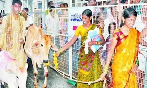 కోడెల పంపిణీ కోసం ఆన్ లైన్ లో దరఖాస్తులు