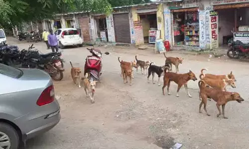 బాబోయ్ కుక్కలు..