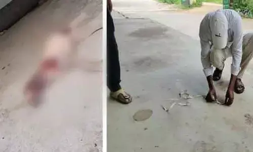 అర్ధరాత్రి హైనా సంచారం...