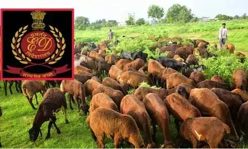 Sheep scam: గొర్రెల స్కామ్ కేసులో అనూహ్య పరిణామం.. వారికి నోటీసులిచ్చిన ఈడీ