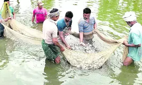 ఆక్వా రైతులకు గుడ్ న్యూస్.. ప్రత్యేక ఏర్పాట్లు షురూ