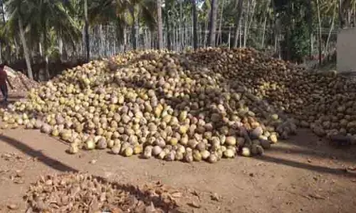 తగ్గేదే లే.. కొబ్బరికి ఆల్ టైం రికార్డు ధర