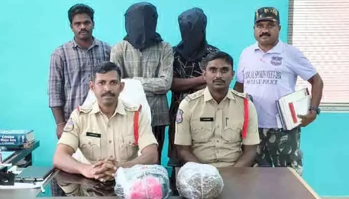 గంజాయి పట్టివేత గంజాయి పట్టివేత