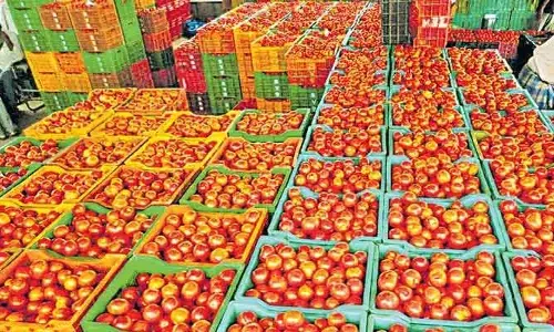 కిలో రూ.2కే టమాటా.. నేలపై పారబోసిన రైతులు